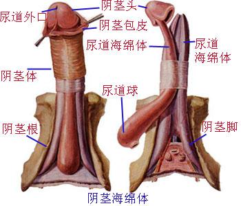 阳痿不治疗会怎样?