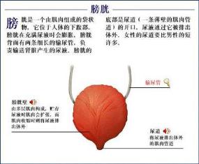男性睾丸炎对精子质量有影响吗